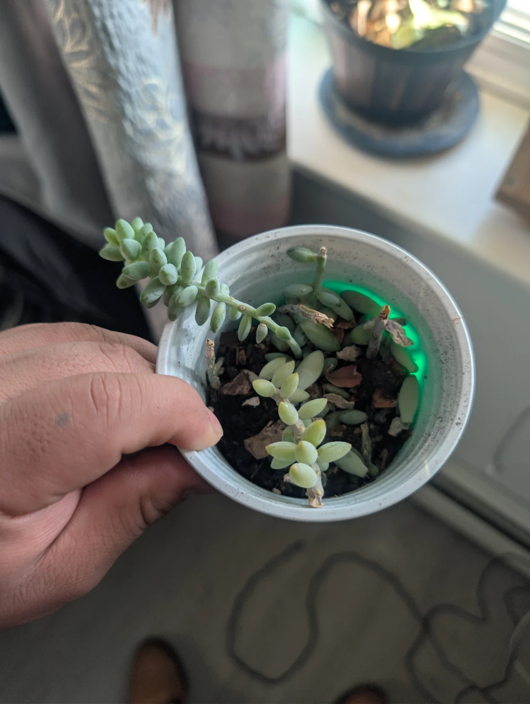 Sedum morganianum (Burro's Tail) Succulent Cutting 🏆