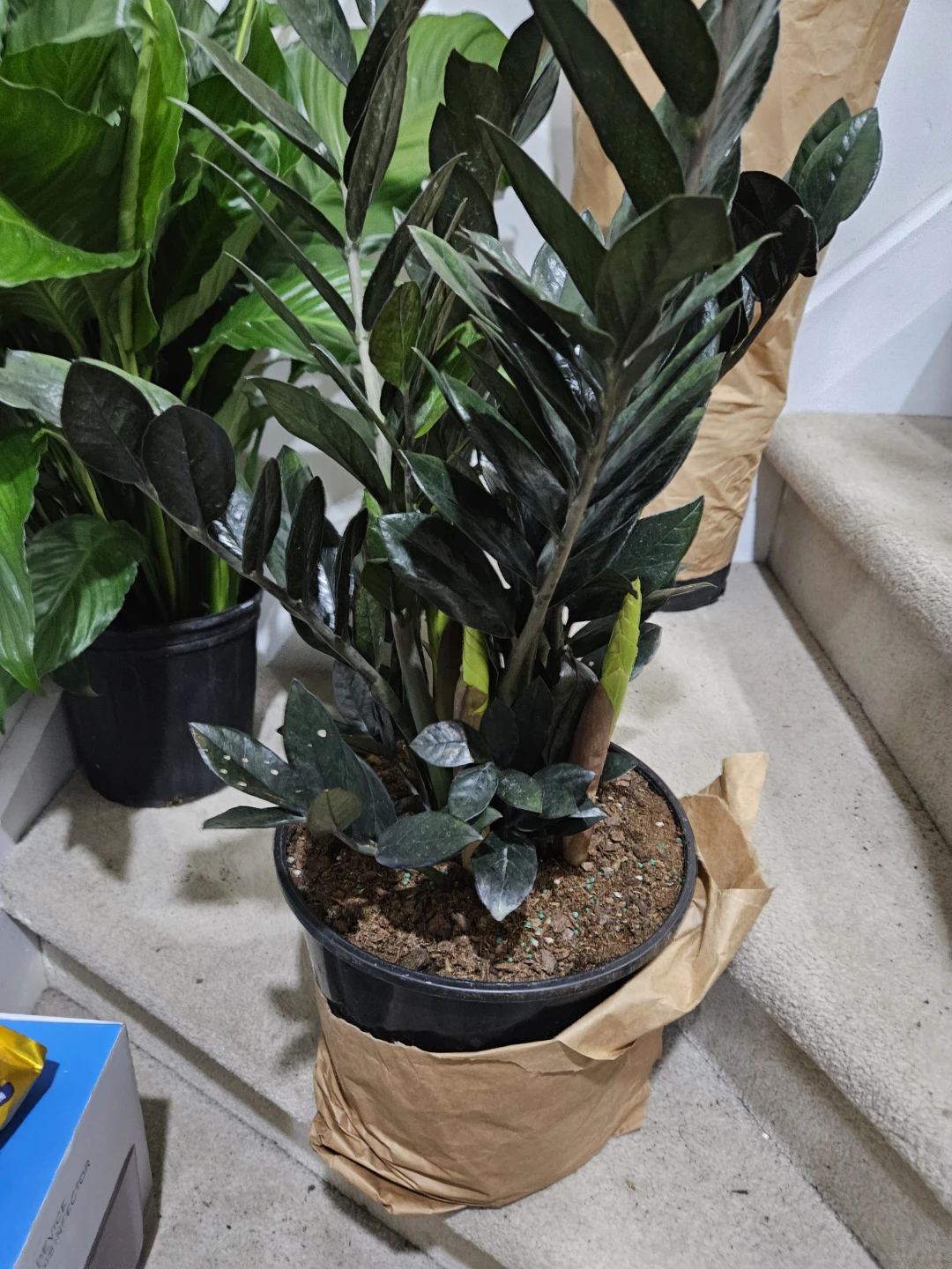 ZZ Plant (Zamioculcas zamiifolia)🏆 - photo 3