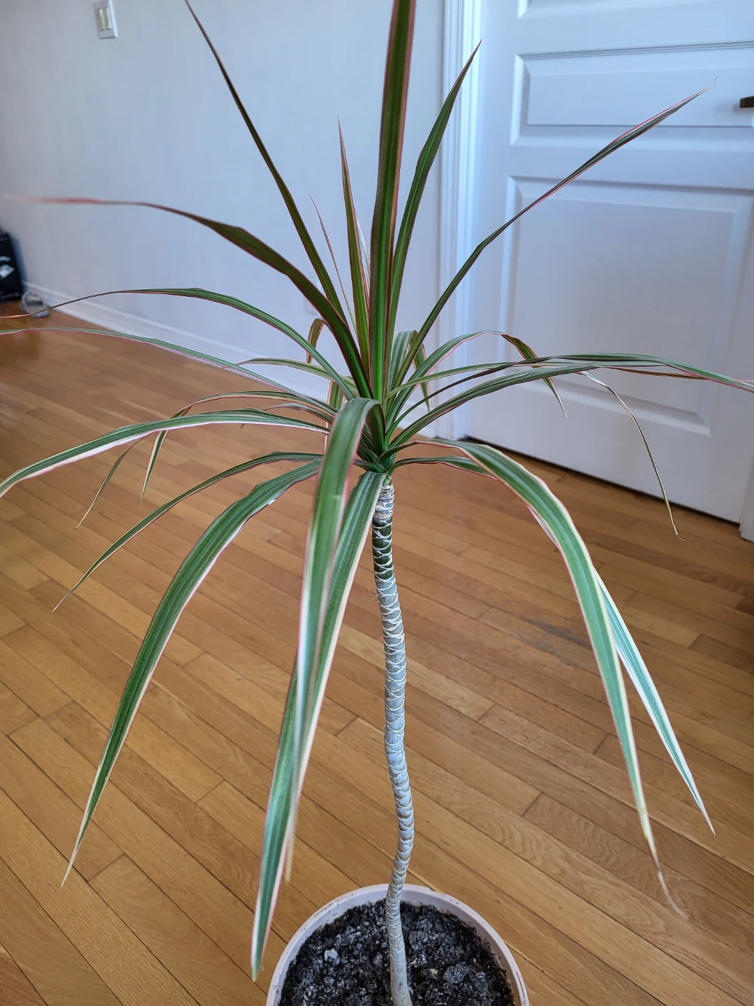 Dracaena Marginata Plant - photo 2