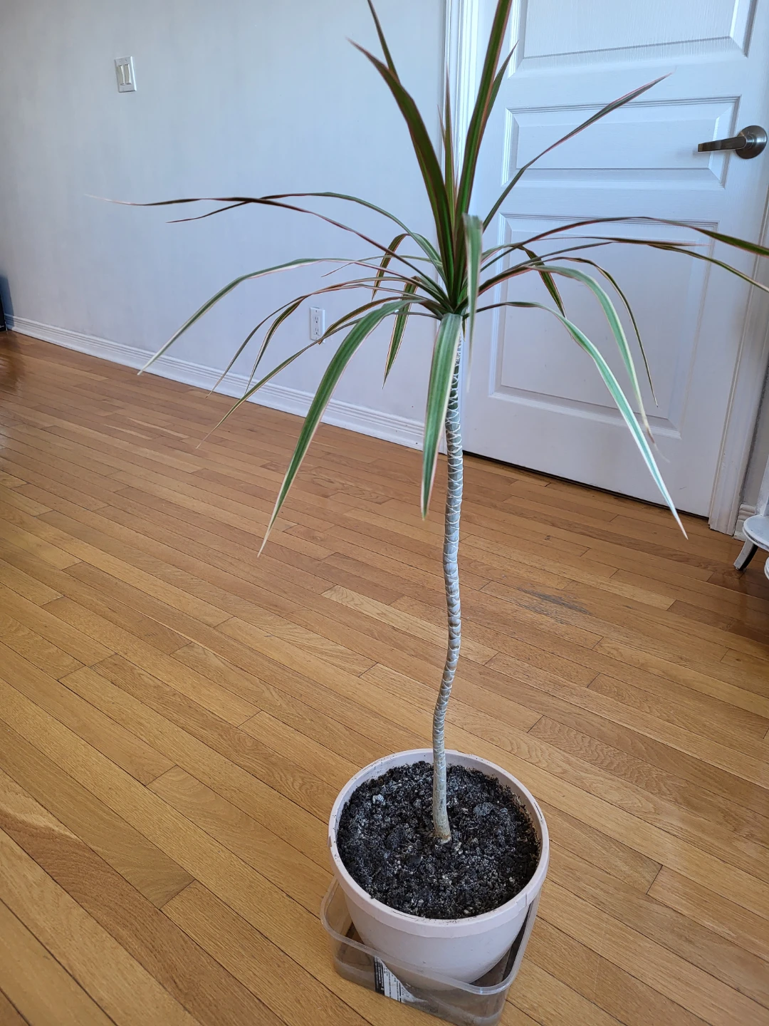 Dracaena Marginata Plant - photo 3