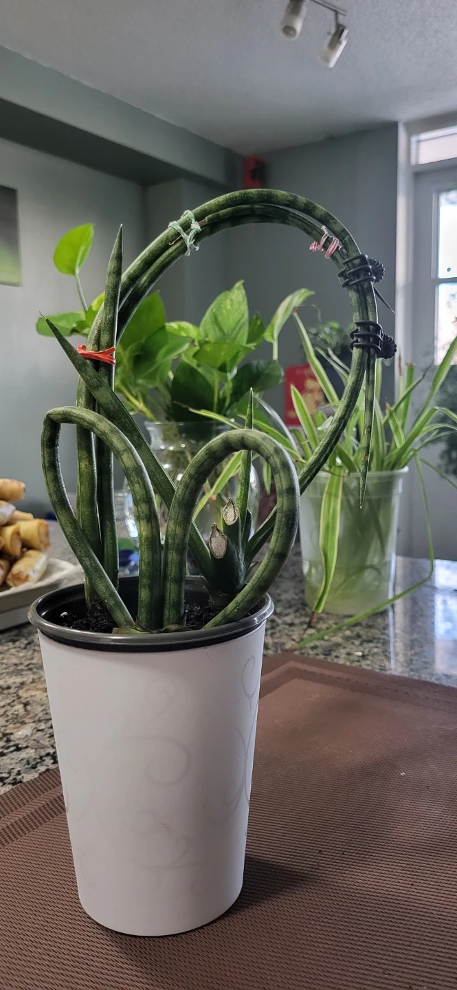 Heart shape succulent_ Sansevieria Fernwood