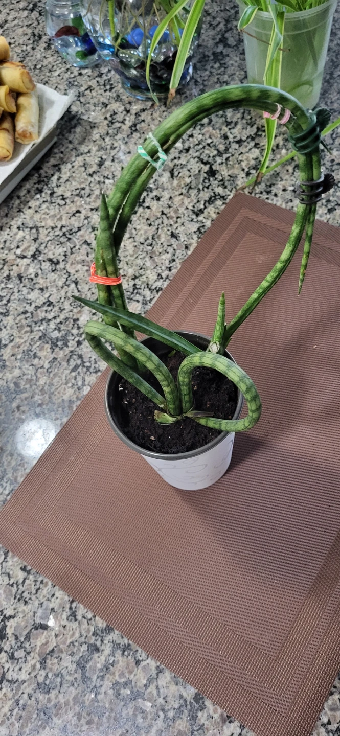 Heart shape succulent_ Sansevieria Fernwood - photo 4