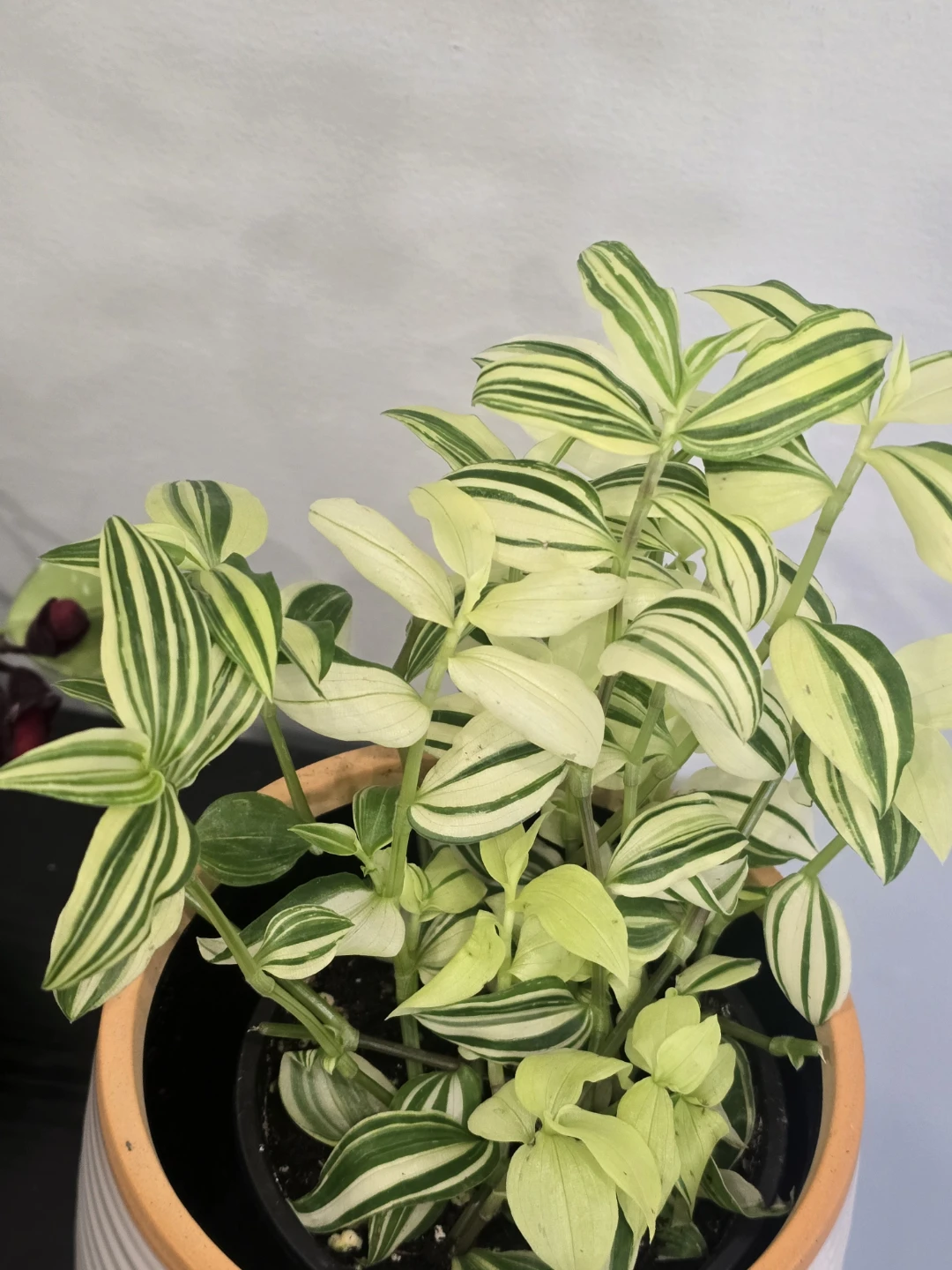 Variegated Tradescantia Plant - photo 2
