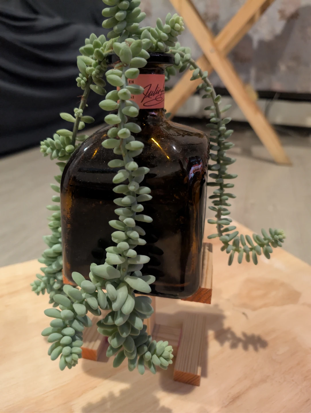 Don Julio Reposado Tequila Bottle with Donkey Tail Succulent 🏆