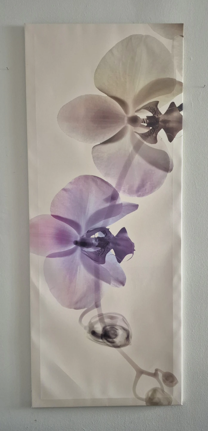 Orchid Floral Wall Art