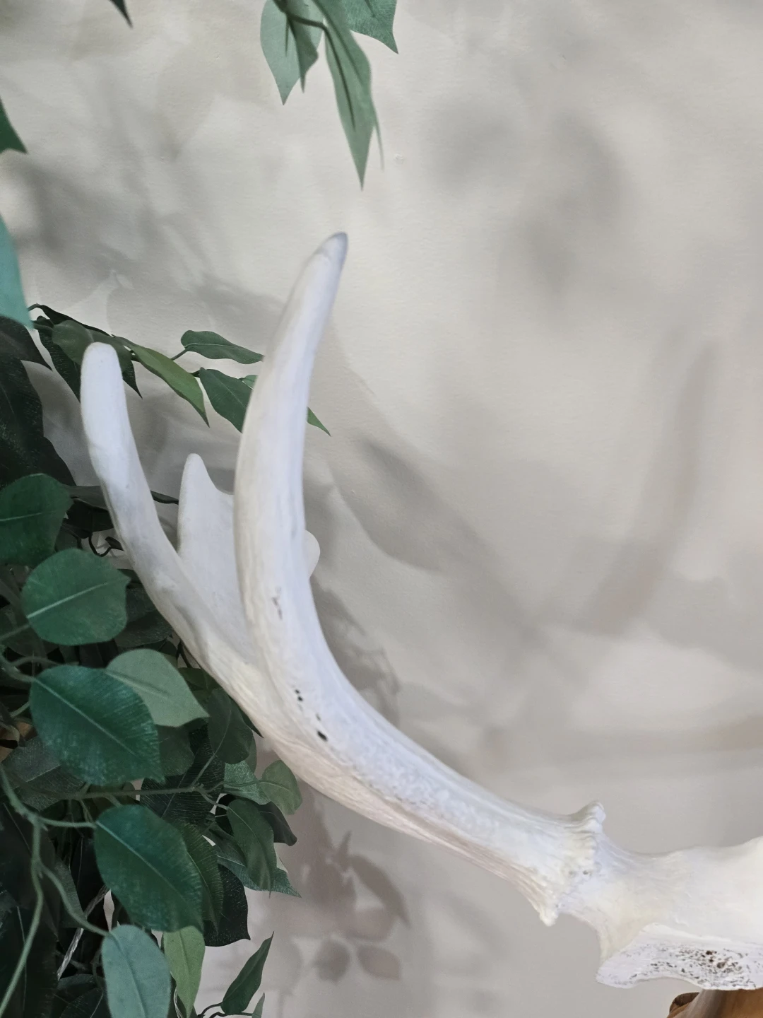 White  Moose Antler Decorative Stand - photo 3