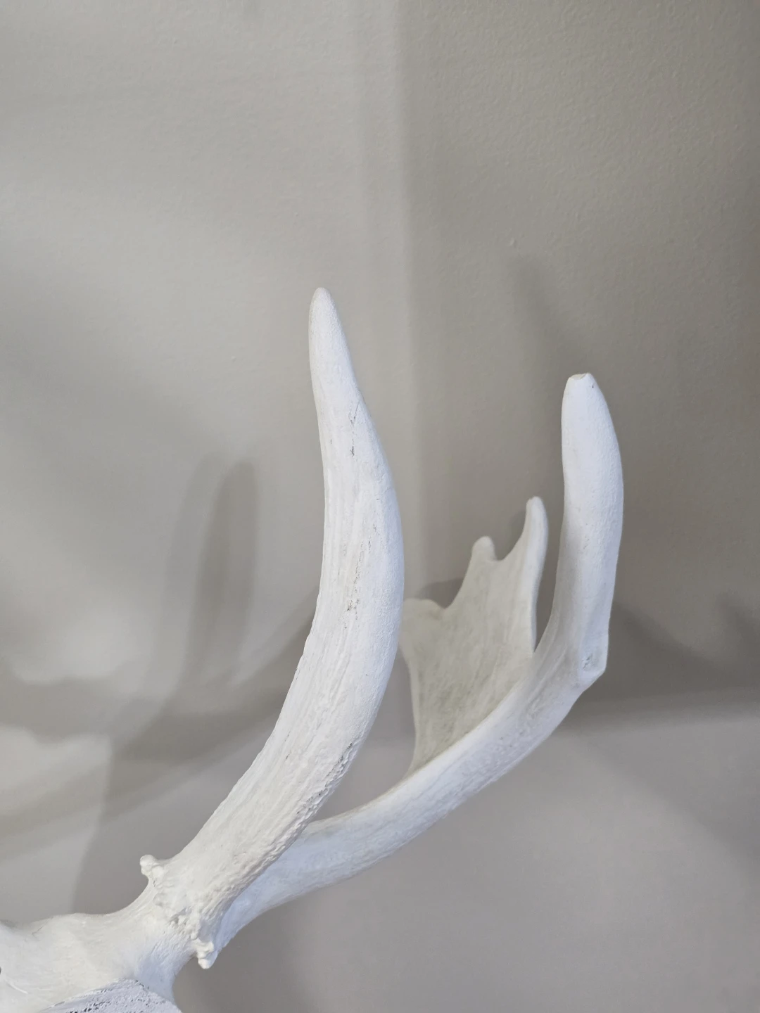 White  Moose Antler Decorative Stand - photo 4
