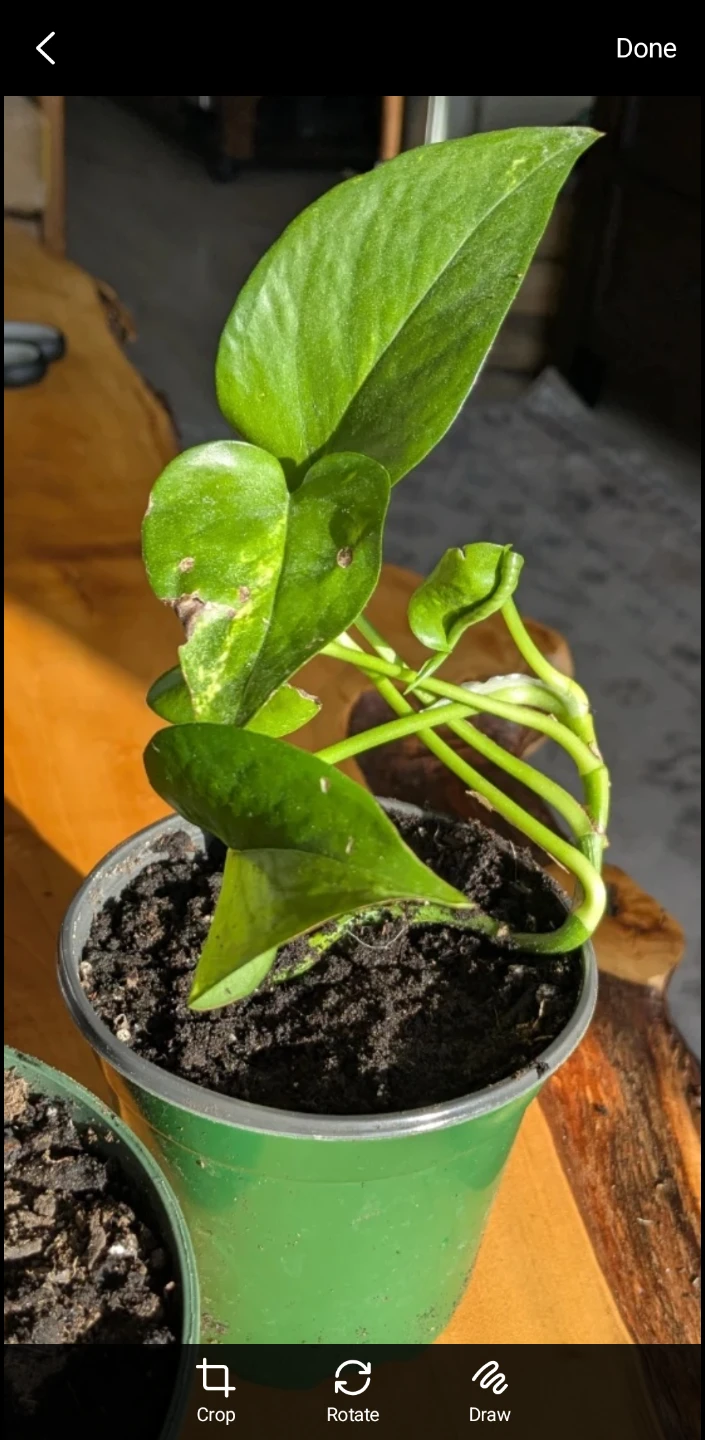 Neon Pothos Plants - photo 2
