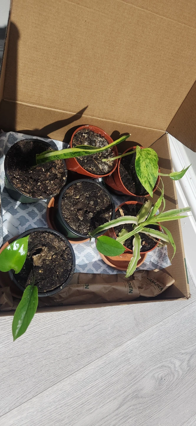 Assorted Small Potted Plants
