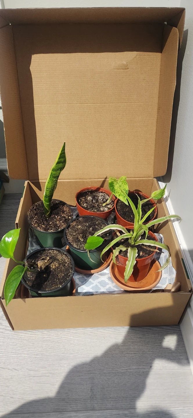 Assorted Small Potted Plants - photo 2