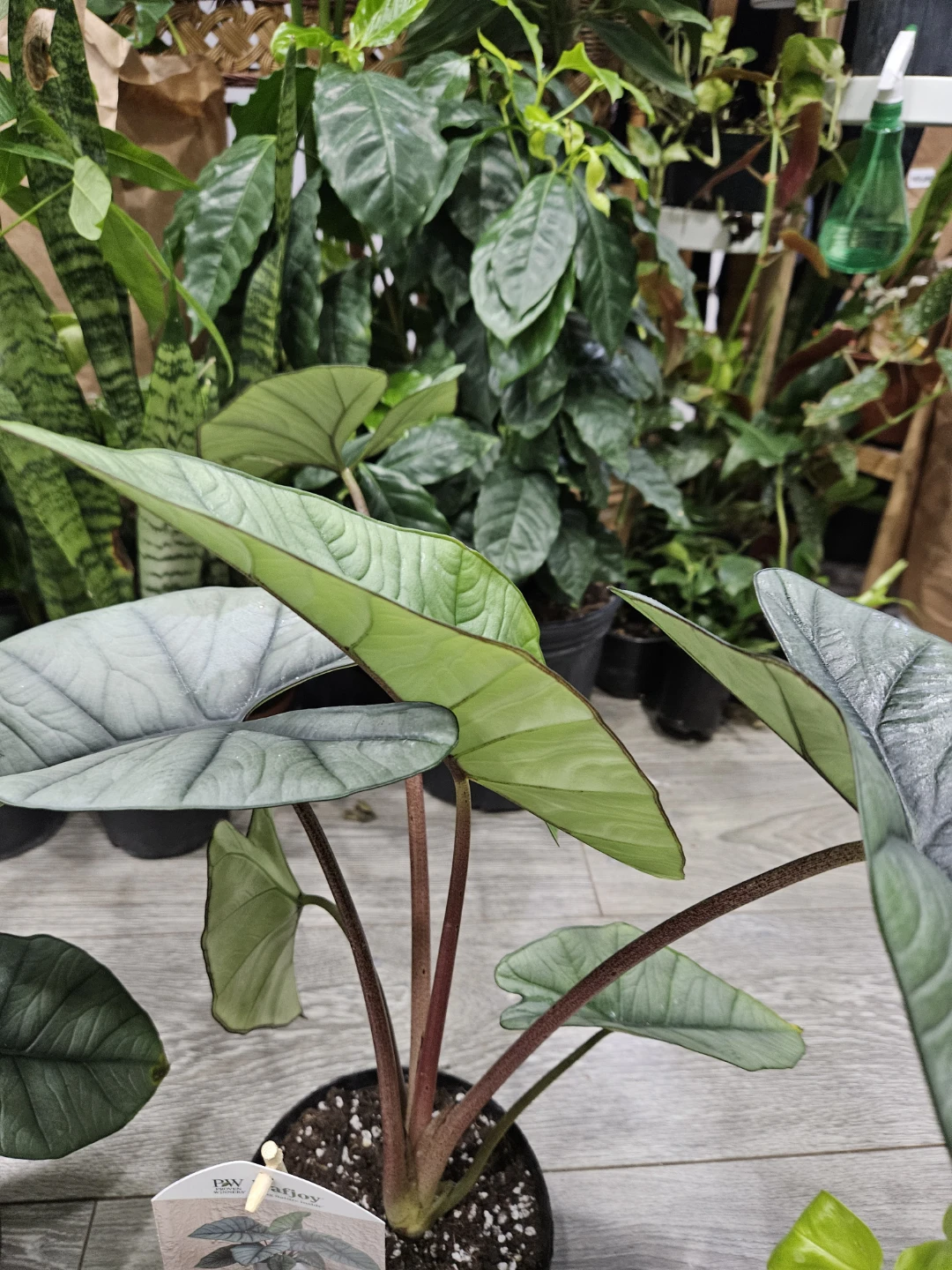 Alocasia 'Mythic' Quicksilver Plant