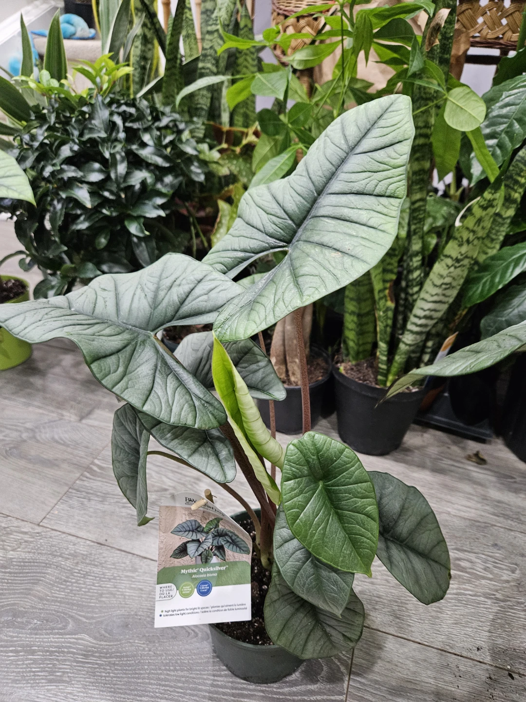 Alocasia 'Mythic' Quicksilver Plant - photo 2