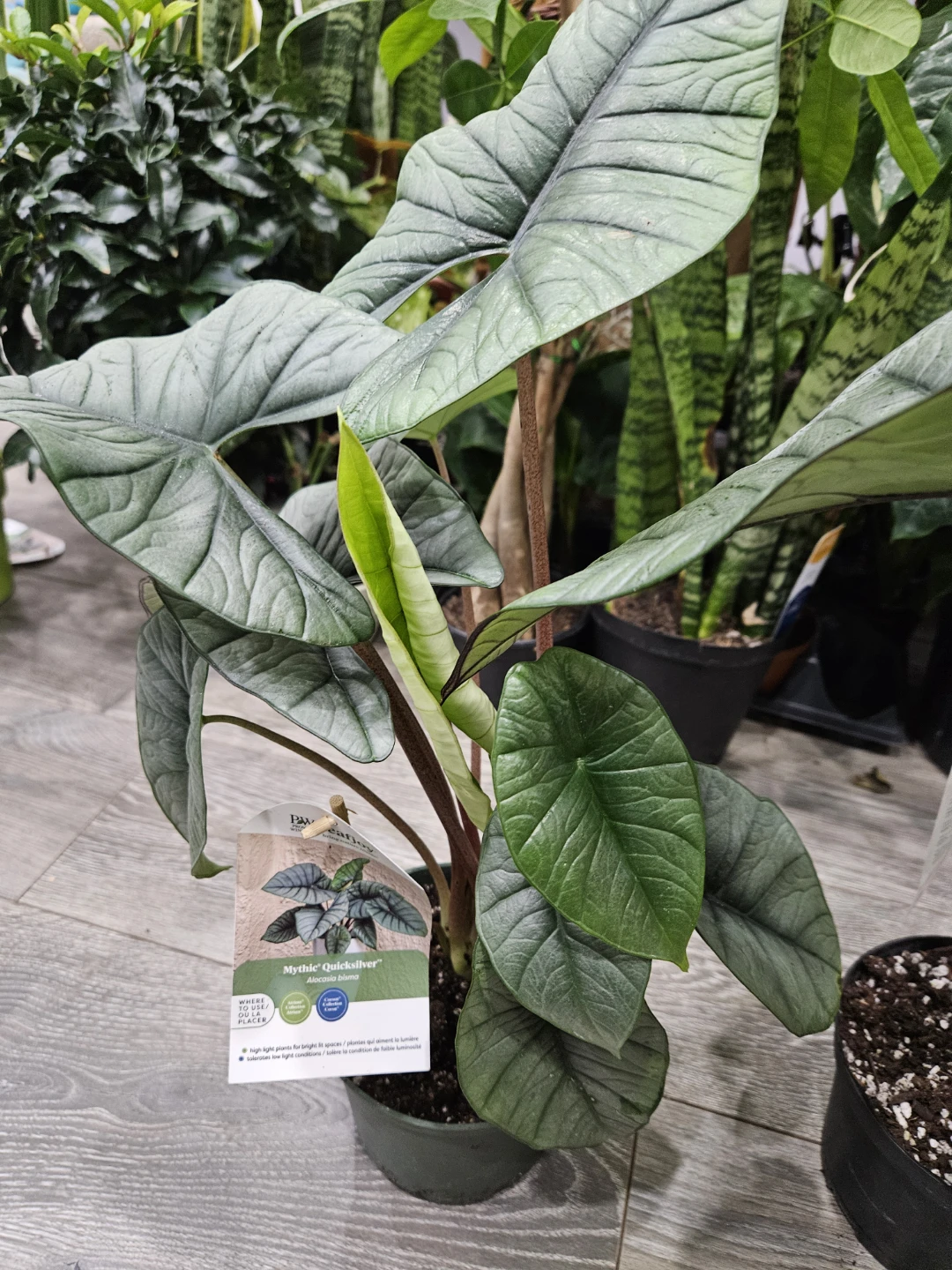 Alocasia 'Mythic' Quicksilver Plant - photo 3