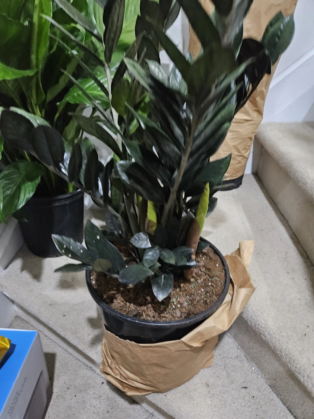 ZZ Plant (Zamioculcas zamiifolia)🏆 - photo 4