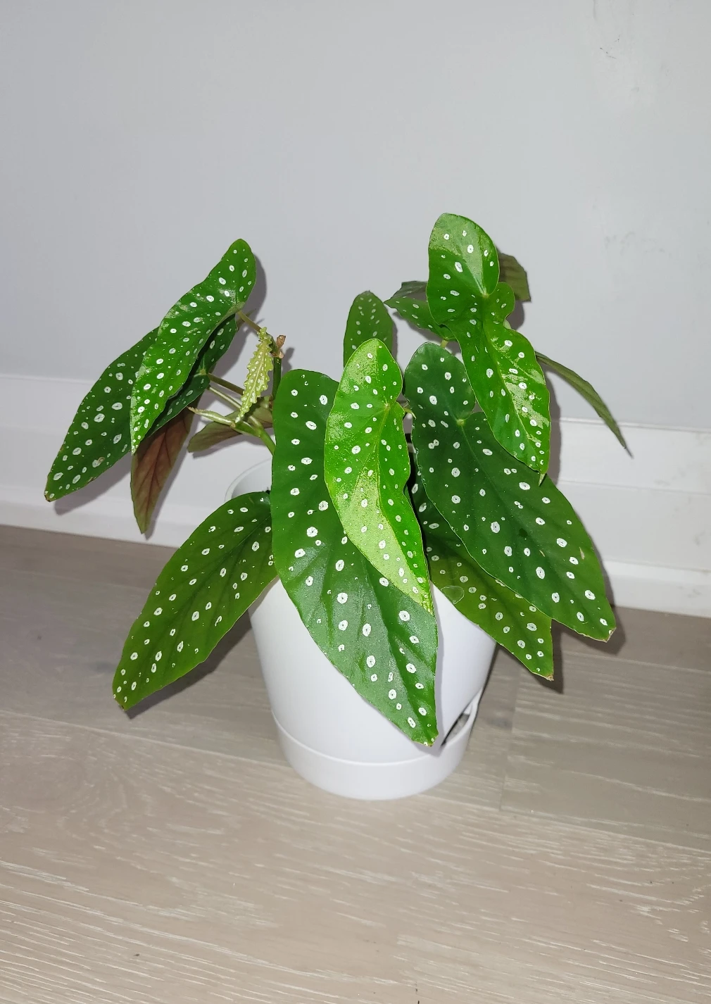 Polka Dot Begonia in White Pot