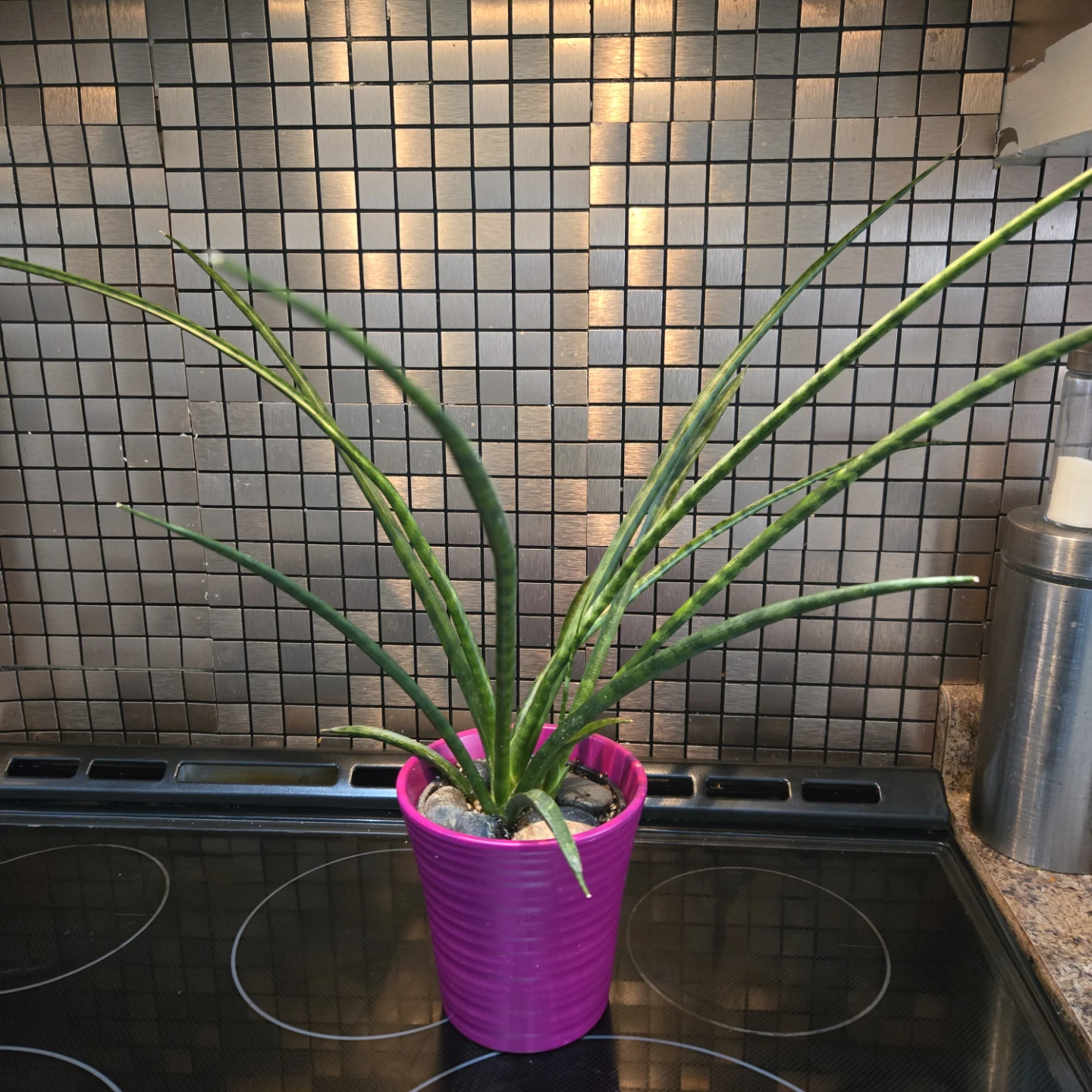 Cylindrical Snake Plant Includes Planter Pot