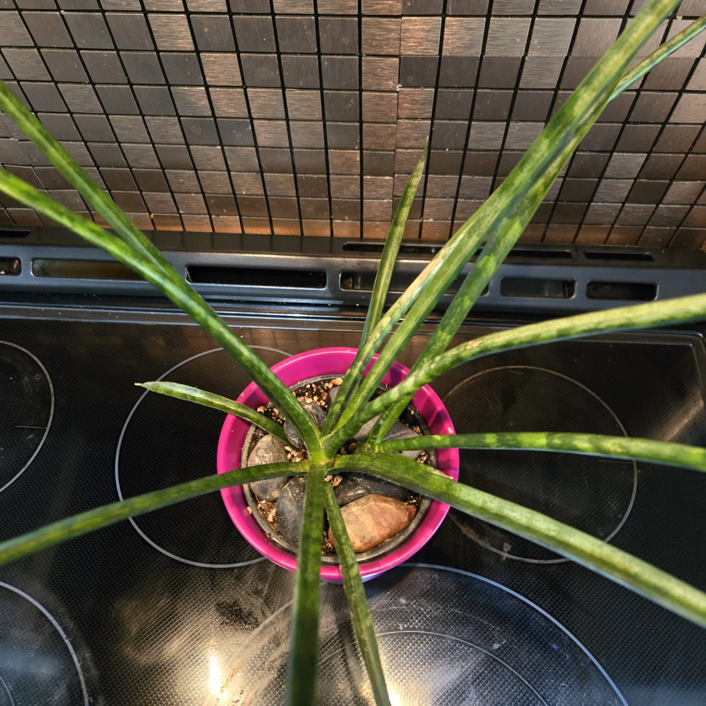 Cylindrical Snake Plant Includes Planter Pot - photo 2