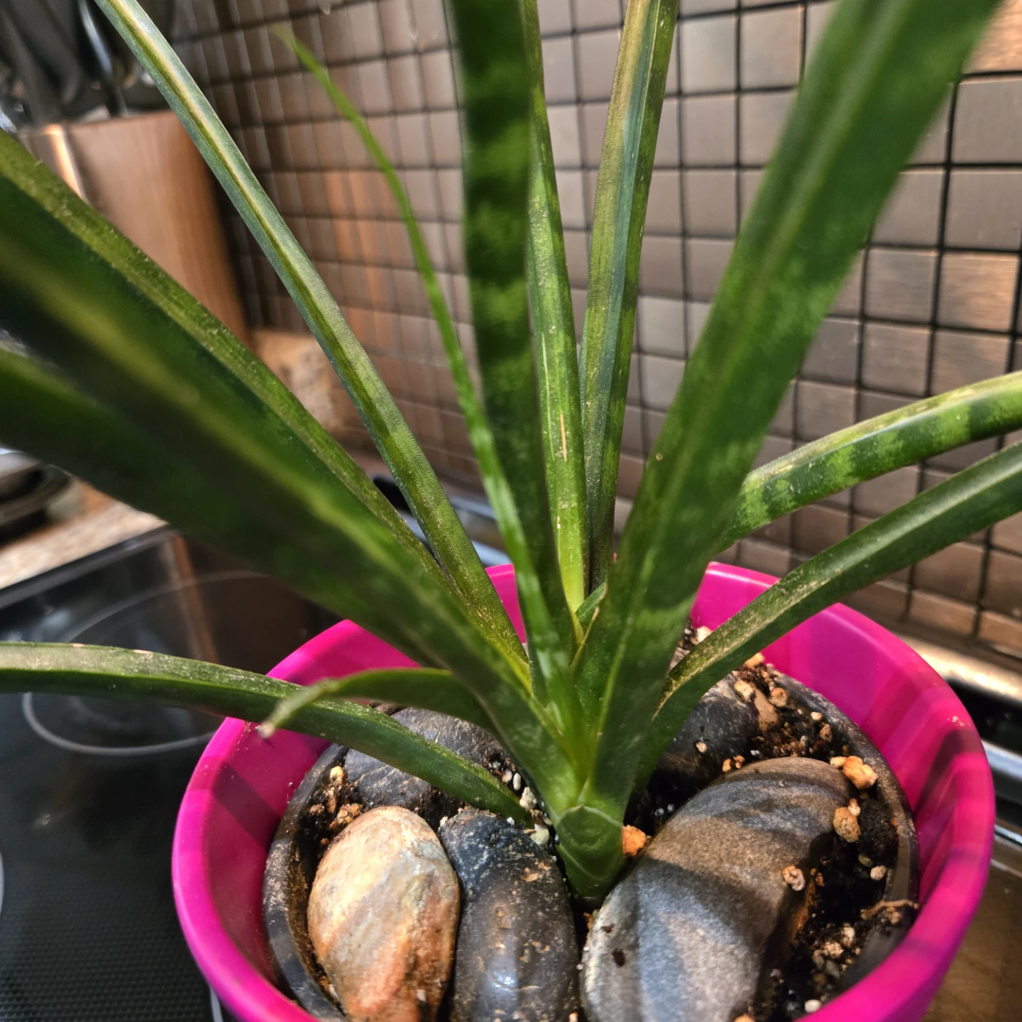 Cylindrical Snake Plant Includes Planter Pot - photo 3