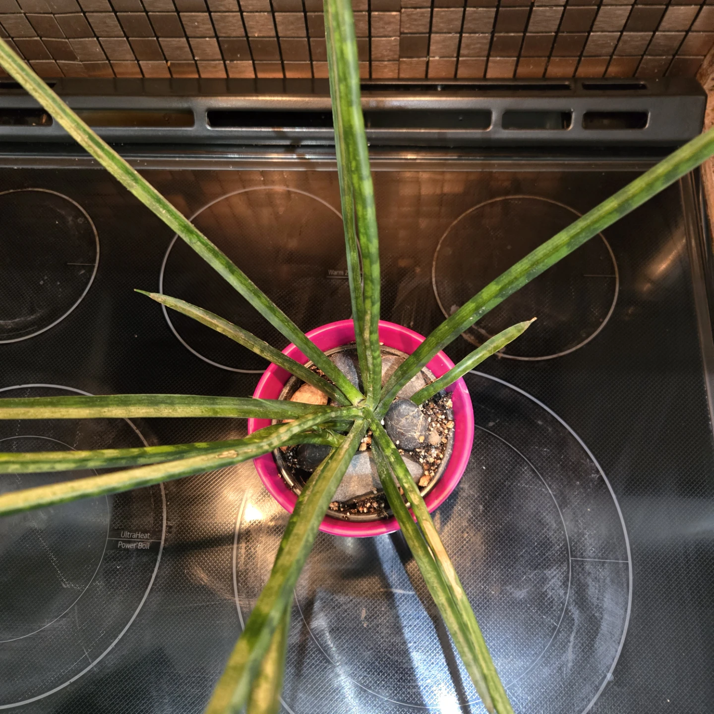 Cylindrical Snake Plant Includes Planter Pot - photo 5