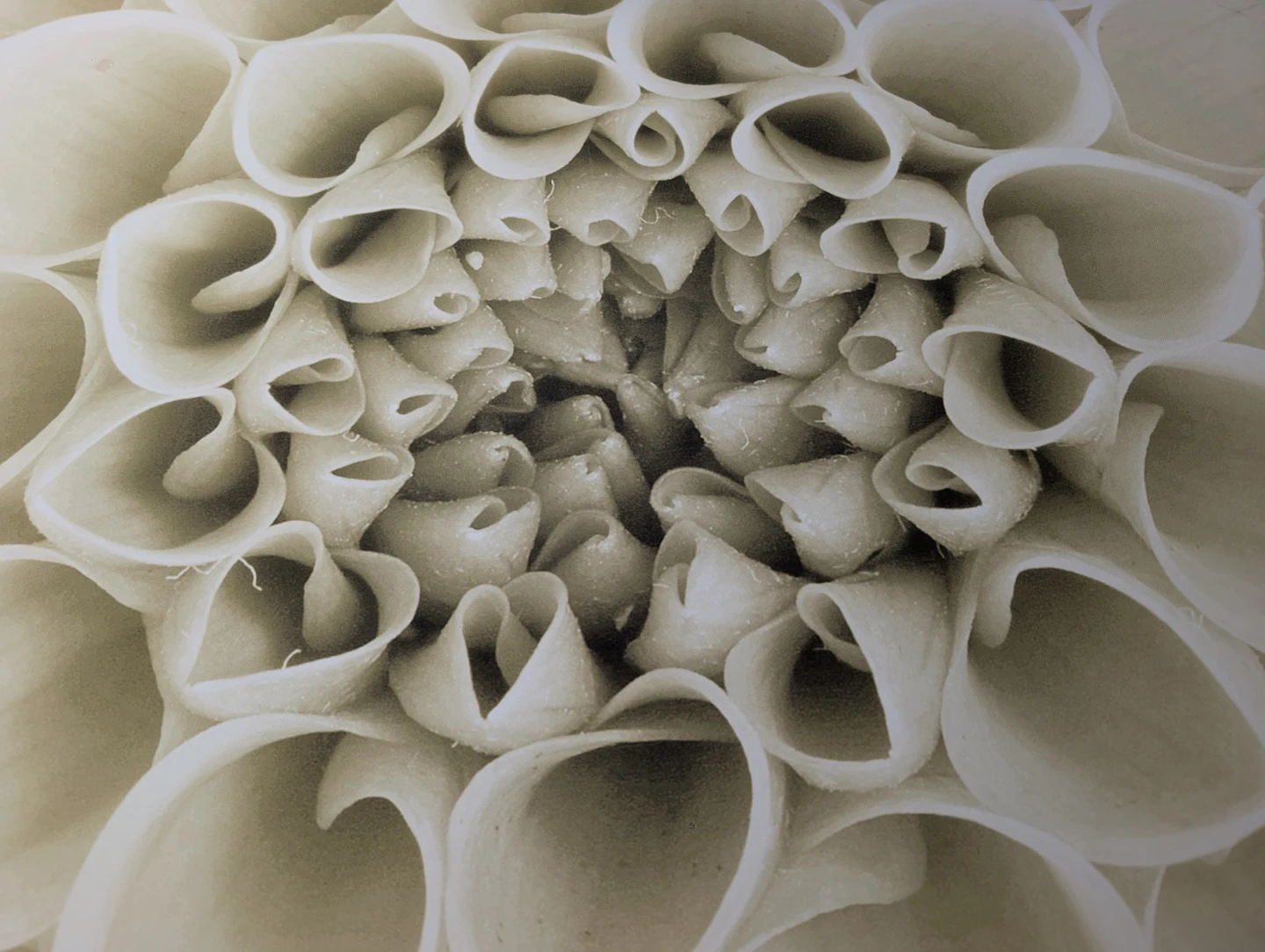 Large Floral Canvas Print - photo 2