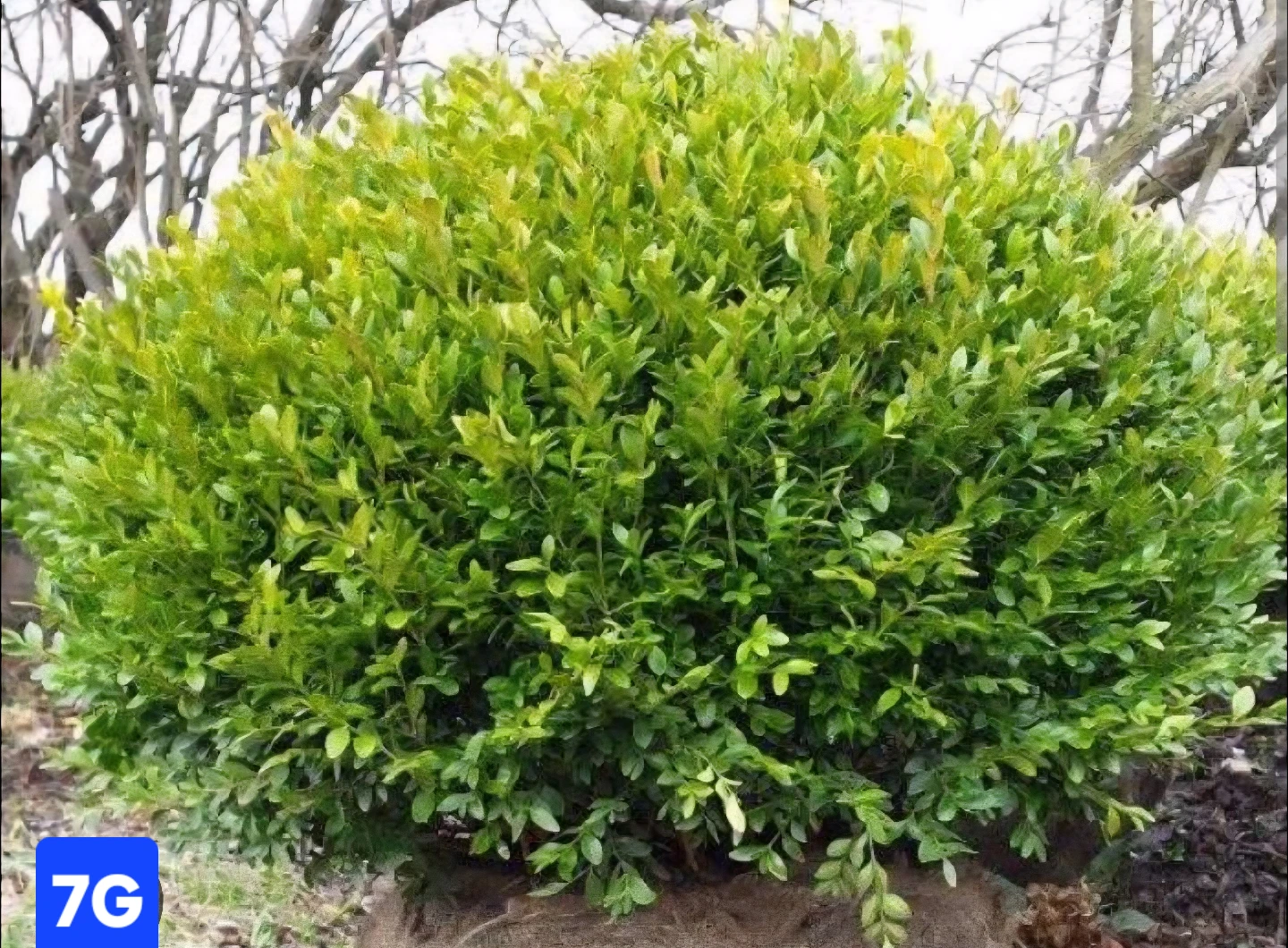 7G Trimmed Boxwood Shrub