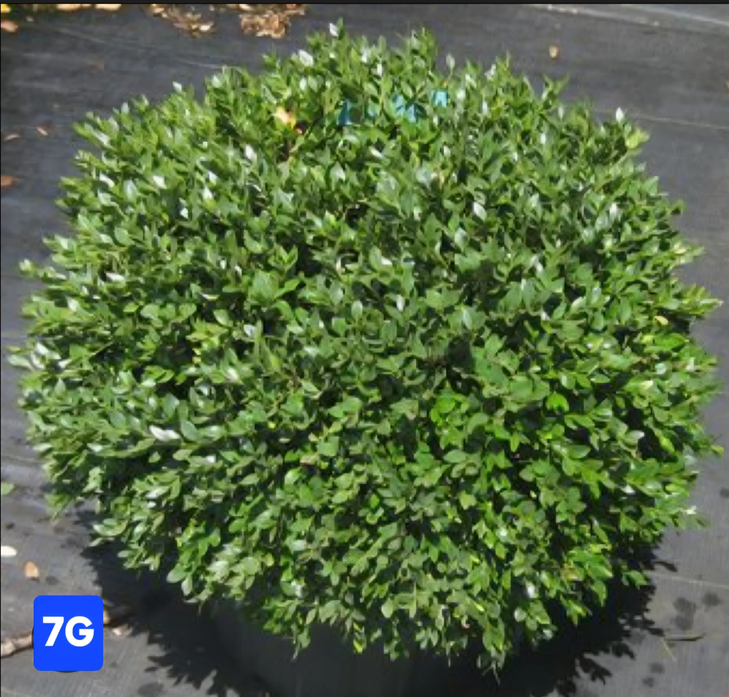 7G Trimmed Boxwood Shrub - photo 2
