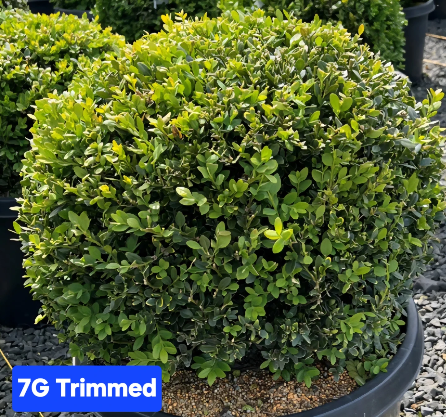 7G Trimmed Boxwood Shrub - photo 3