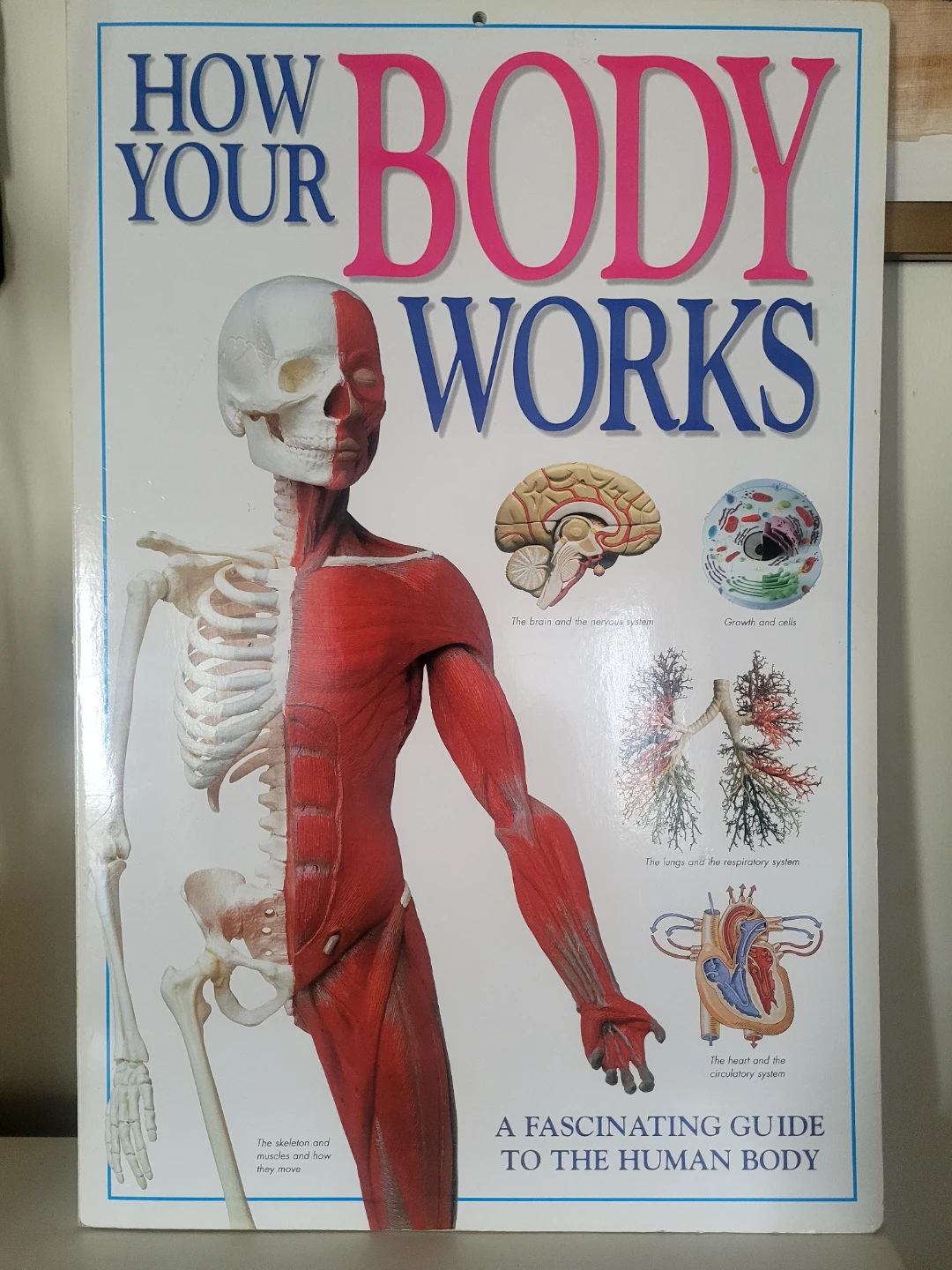 How Your Body Works A Fascinating Guide to the Human Body Book🥕