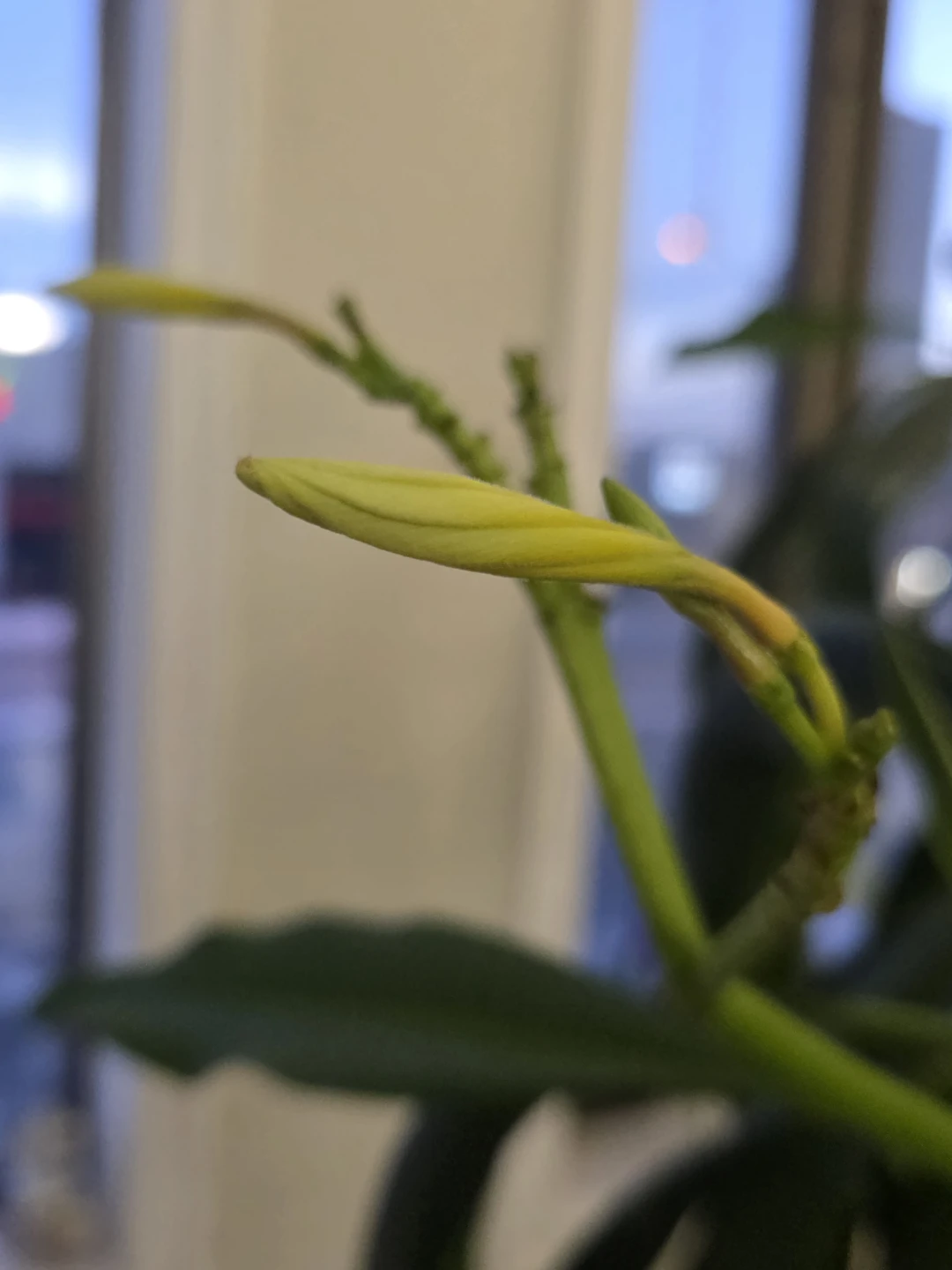 Plumeria Cutting Yellow/Champa/Frangipani Scented Flowers Plant - photo 3