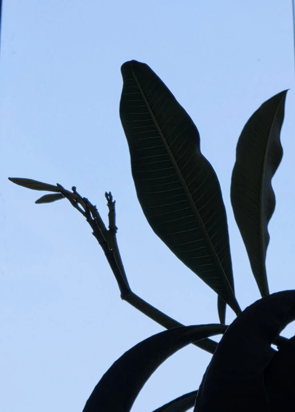 Plumeria Cutting Yellow/Champa/Frangipani Scented Flowers Plant - photo 5