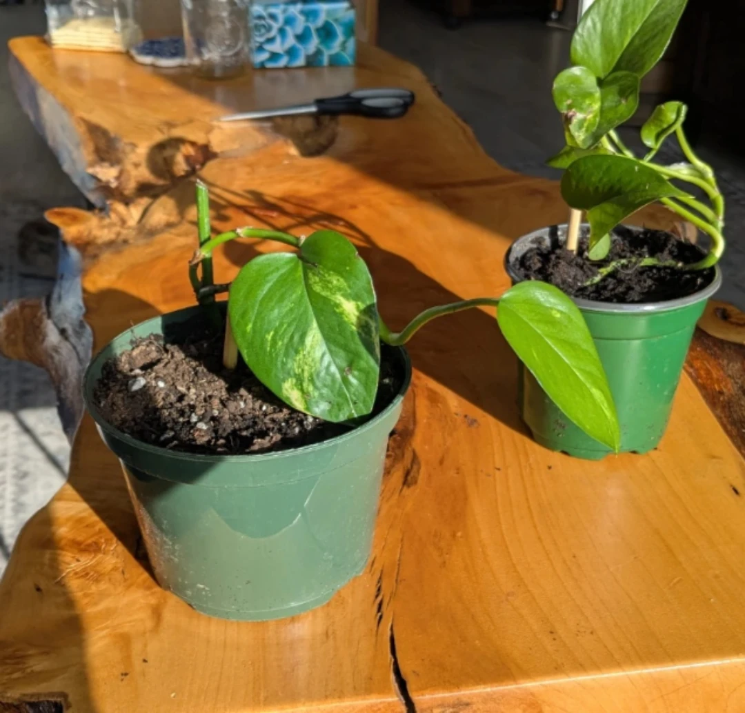 Neon Pothos Plants