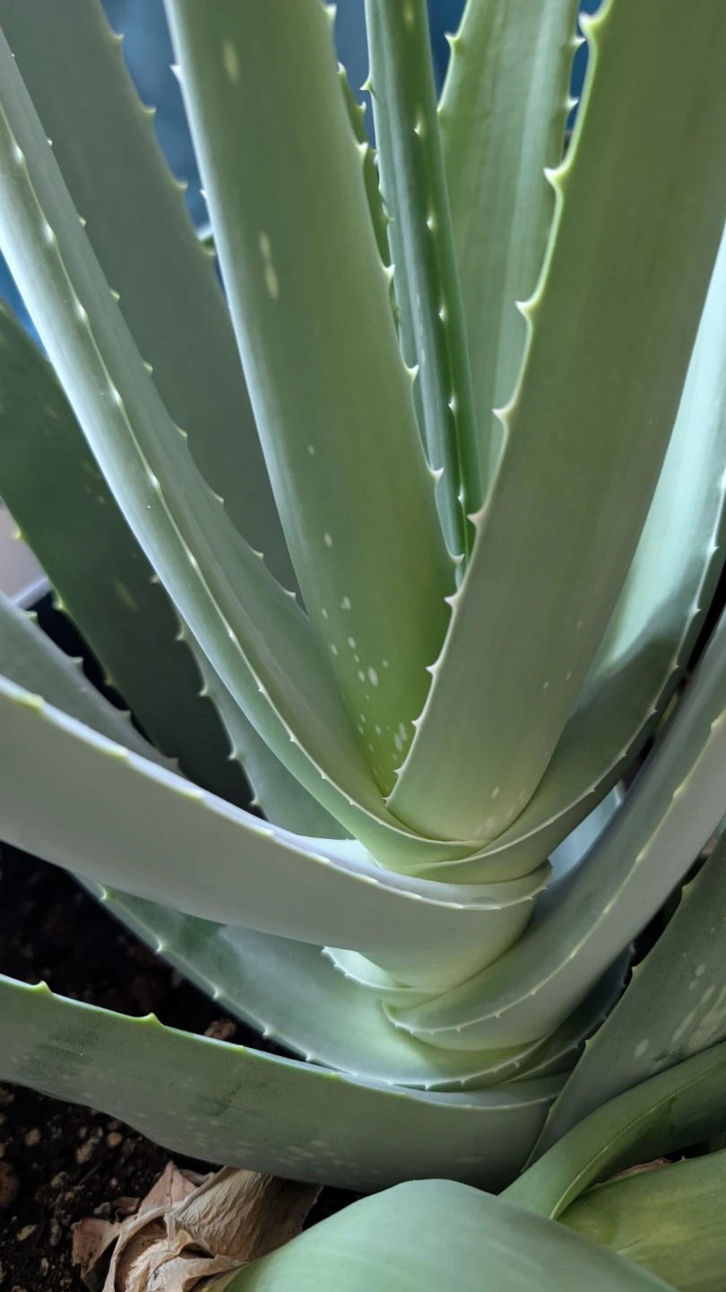 Aloe Vera Plant in Black Pot, 18 inches - photo 2