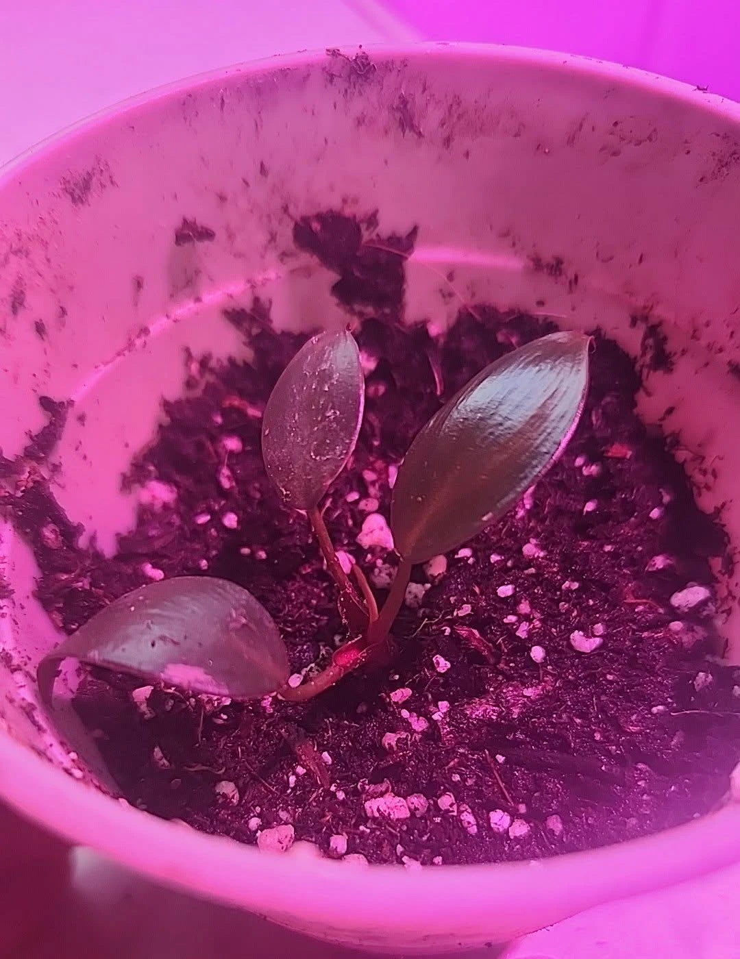 Pink Princess Philodendron Baby