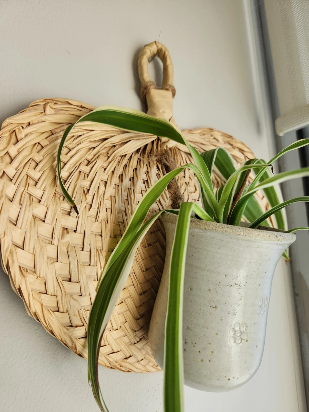 Boho chic natural rattan  pottery wall hanging with spider plant - photo 3