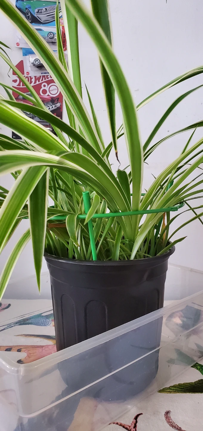 Spider Plant - photo 2