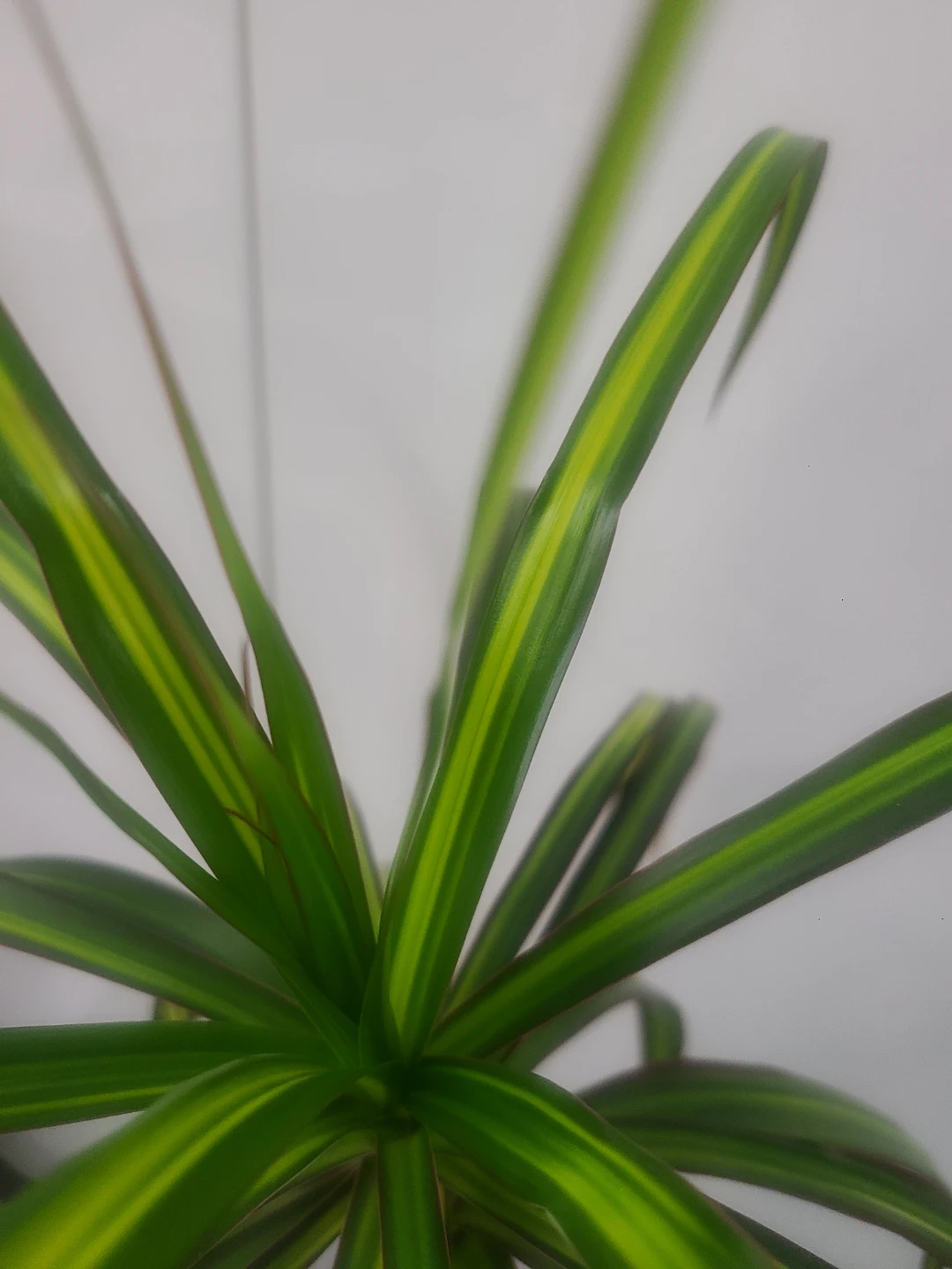 Large Dracaena Marginata Plant - photo 3