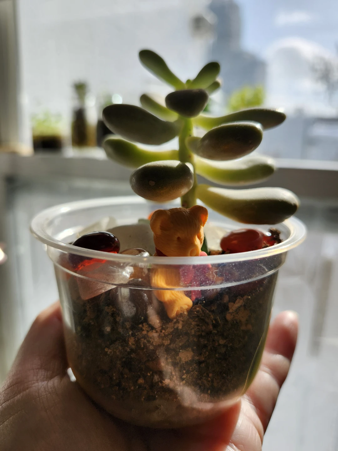 Succulent Plant in Decorative Pot with Mini Bear Figurine - photo 2