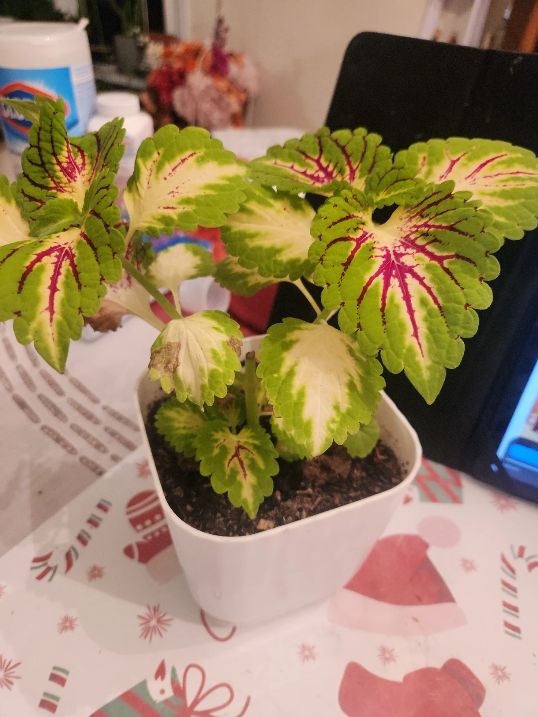 Potted Coleus Plant