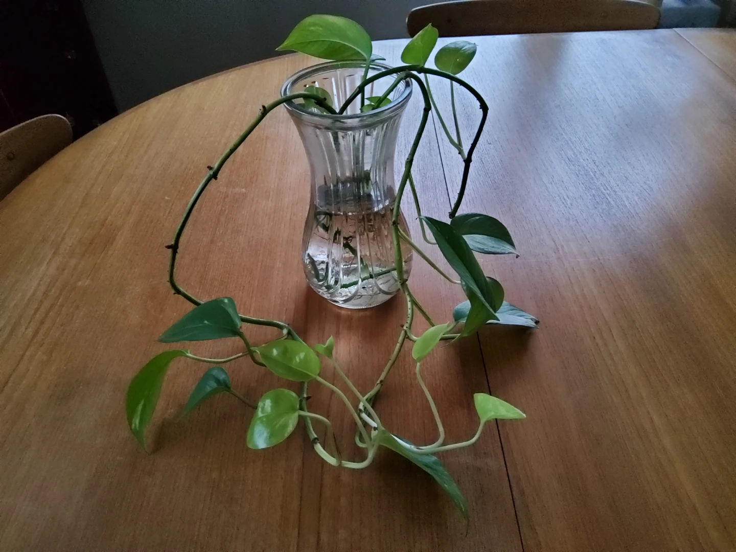 Pothos plant cutting 🏆