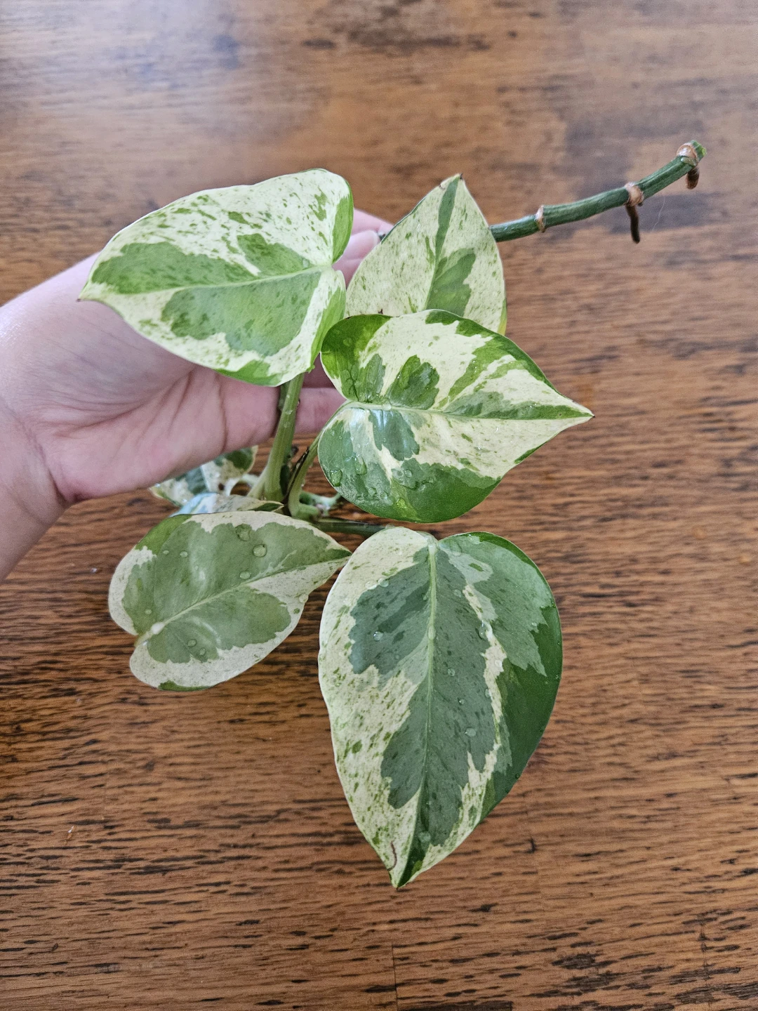 Large Marble Queen Pothos Cutting with Roots 🧡