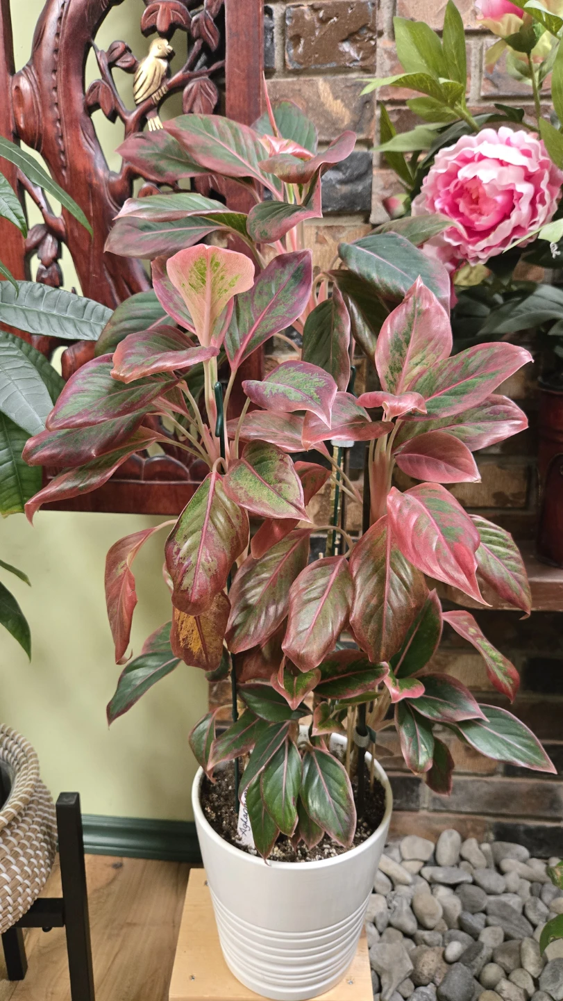 Aglaonema Pink Valentine Plant