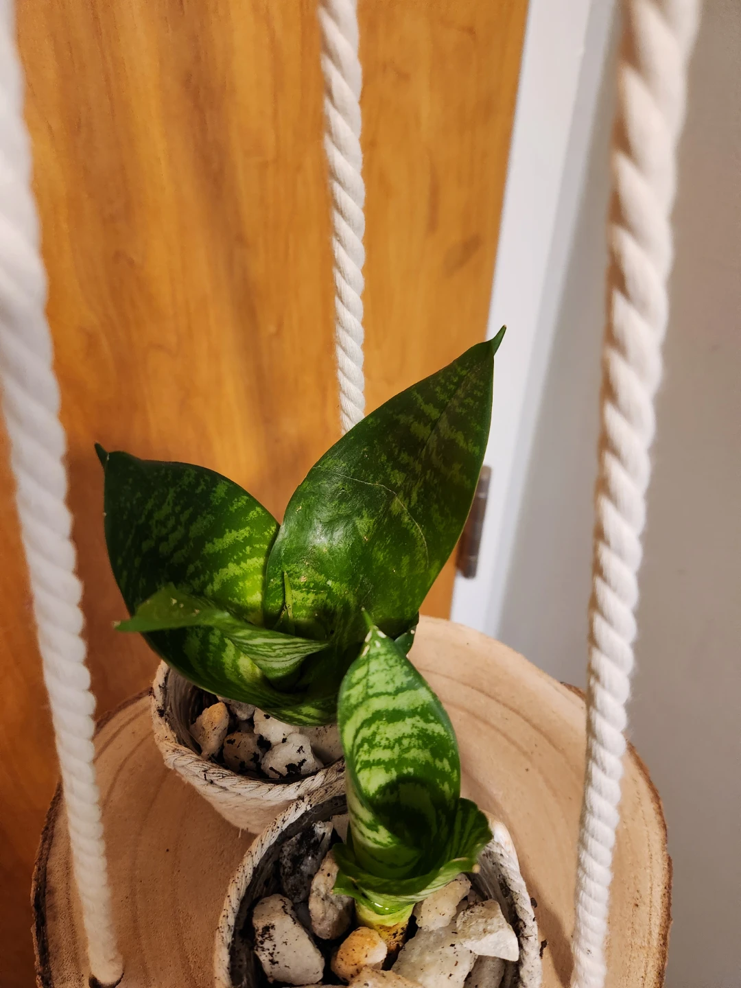 Beachy hanging tree slice planter with plants - photo 4