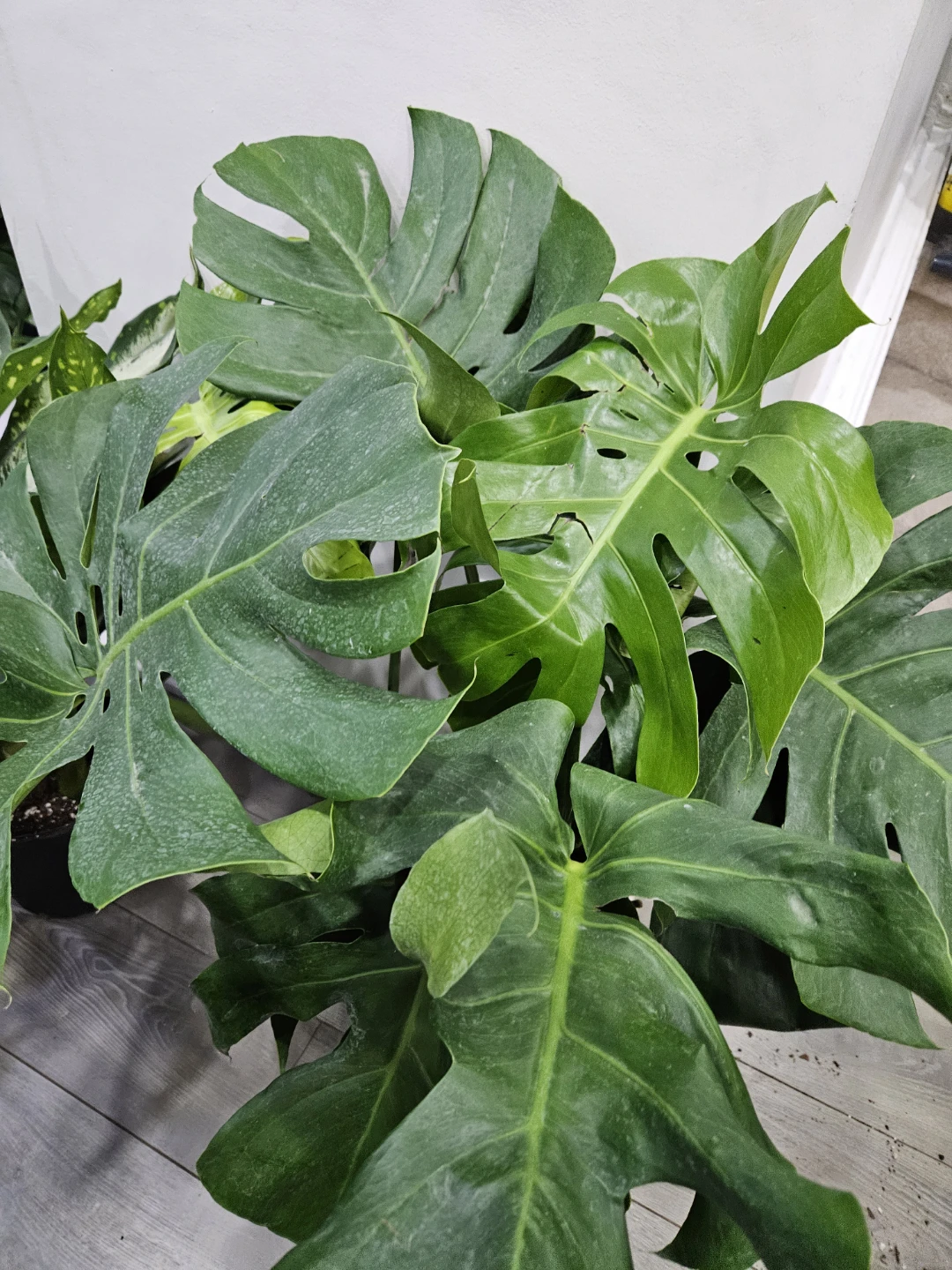 Monstera Deliciosa Plant - photo 2