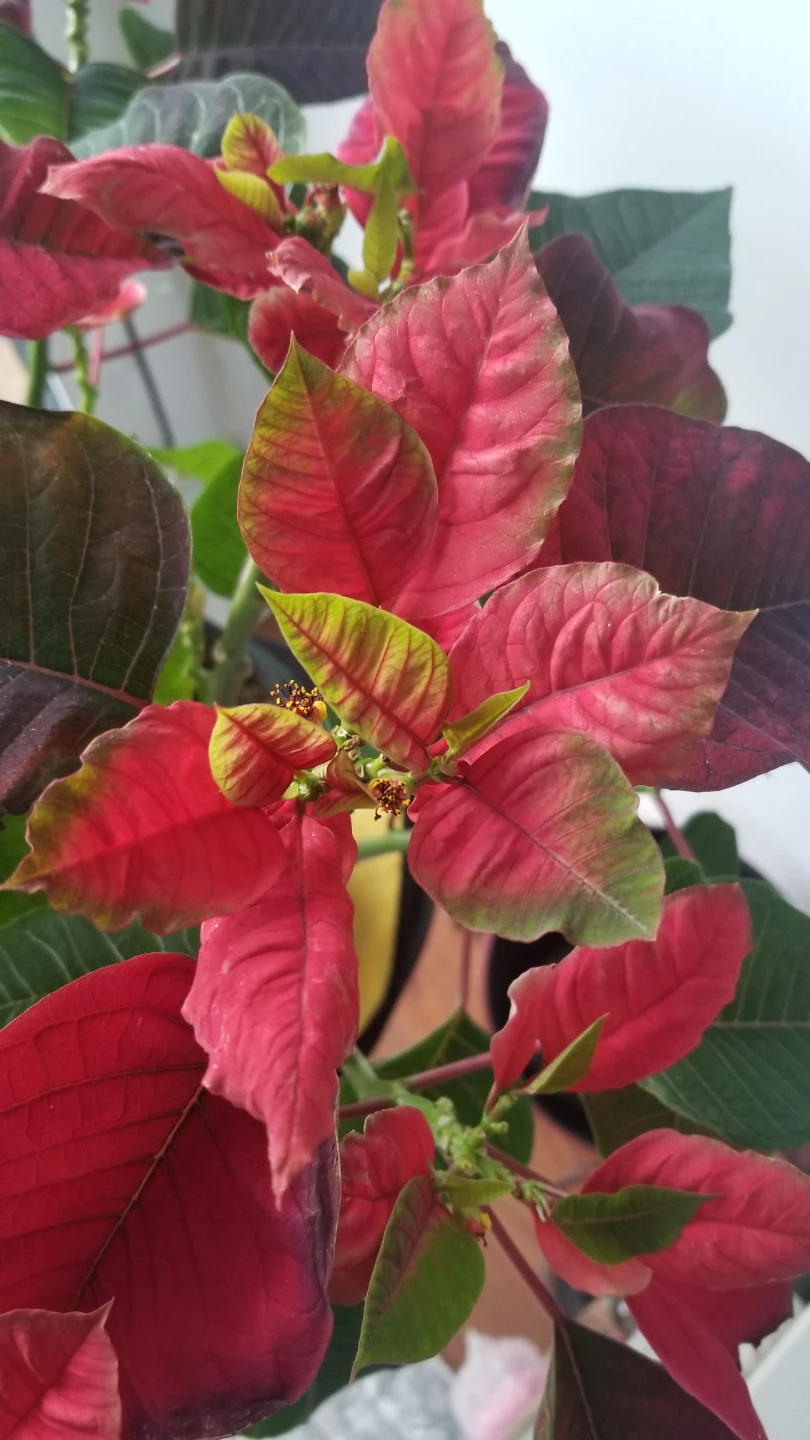 PC  Poinsettia Plant 9"( need to go asap) - photo 3