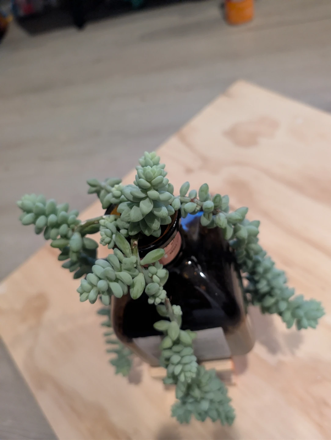 Don Julio Reposado Tequila Bottle with Donkey Tail Succulent 🏆 - photo 2