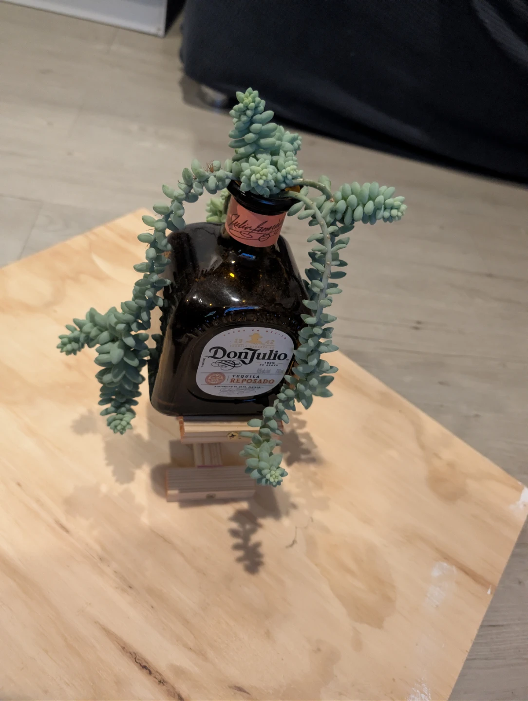 Don Julio Reposado Tequila Bottle with Donkey Tail Succulent 🏆 - photo 4