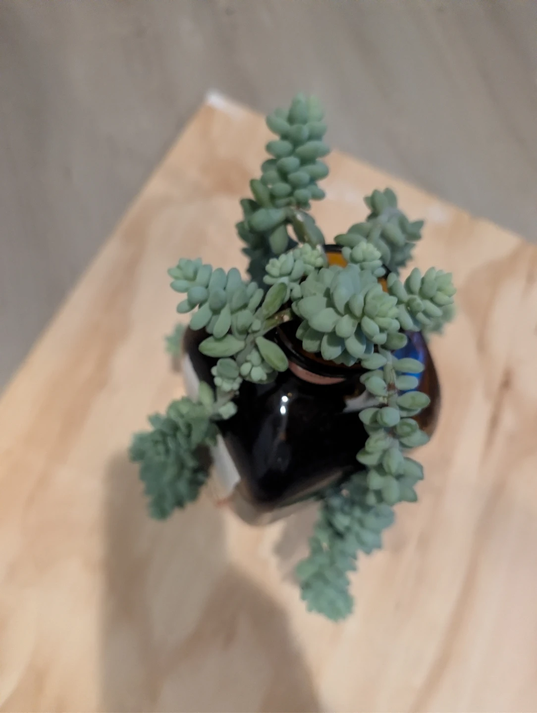 Don Julio Reposado Tequila Bottle with Donkey Tail Succulent 🏆 - photo 5