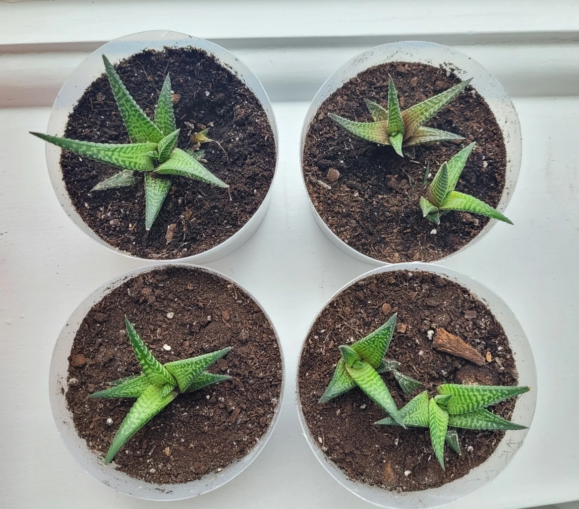 6 Succulents (Fairy Washboard)