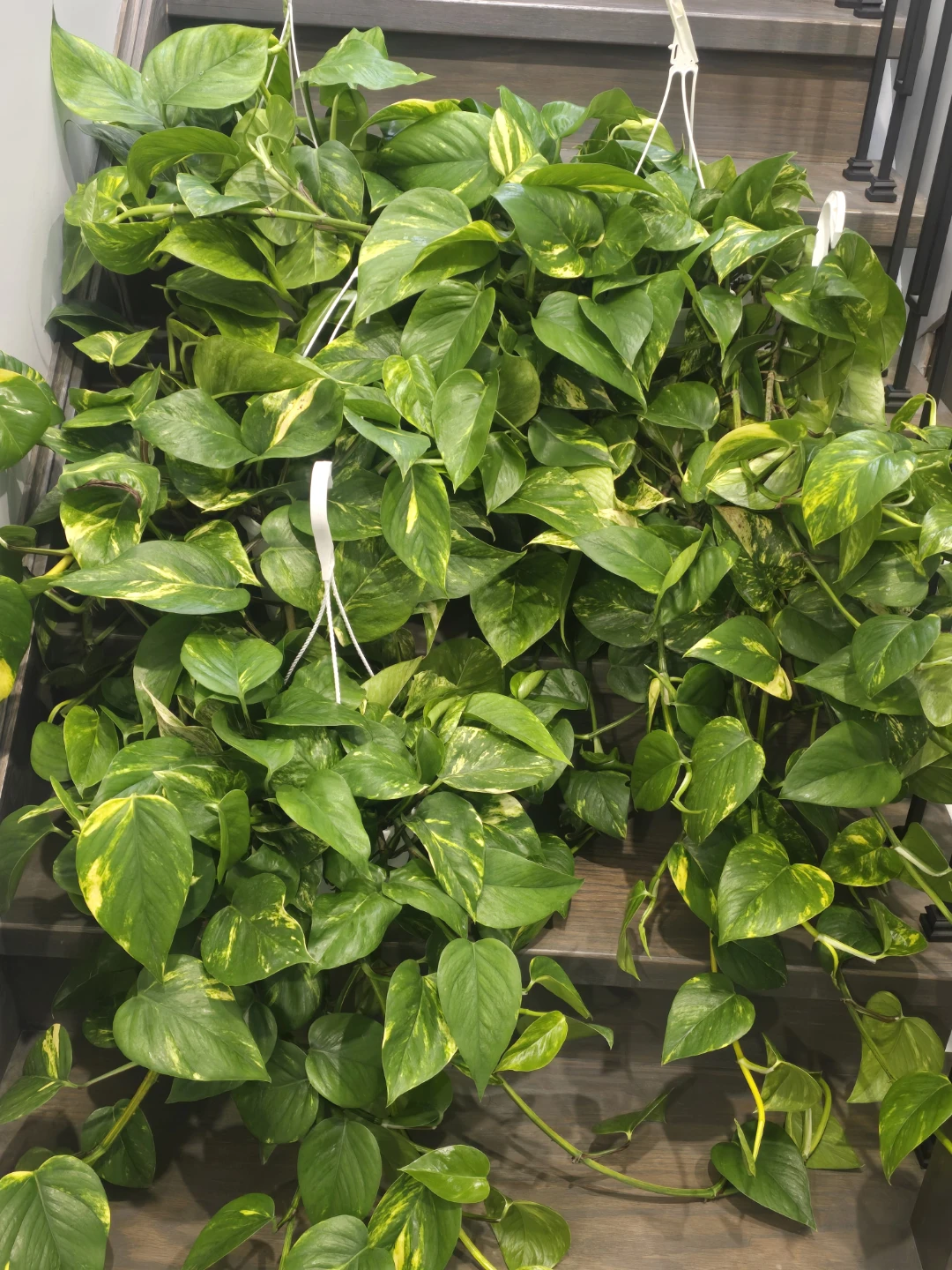 Golden Pothos 8"hanging baskets