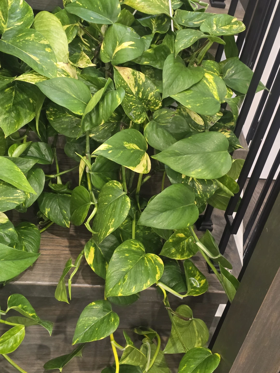 Golden Pothos 8"hanging baskets - photo 4